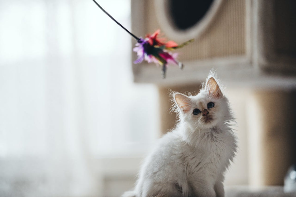 6 brinquedos DIY fáceis de fazer para gatos – animais de estimação mais organizados